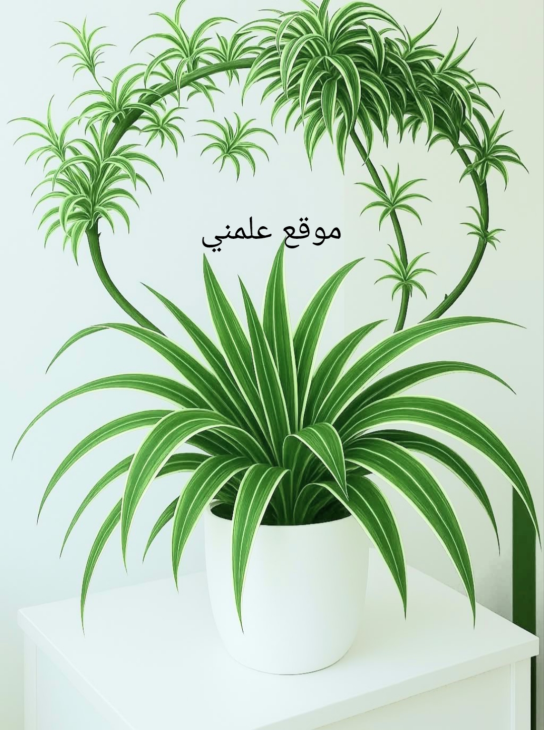 Polish_٢٠٢٥٠٥١١_١١٤١٠١٢١٥