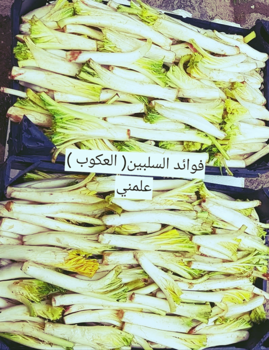 Polish_٢٠٢٥٠٥٢٤_١٩٥٠٢٣٠٥٣