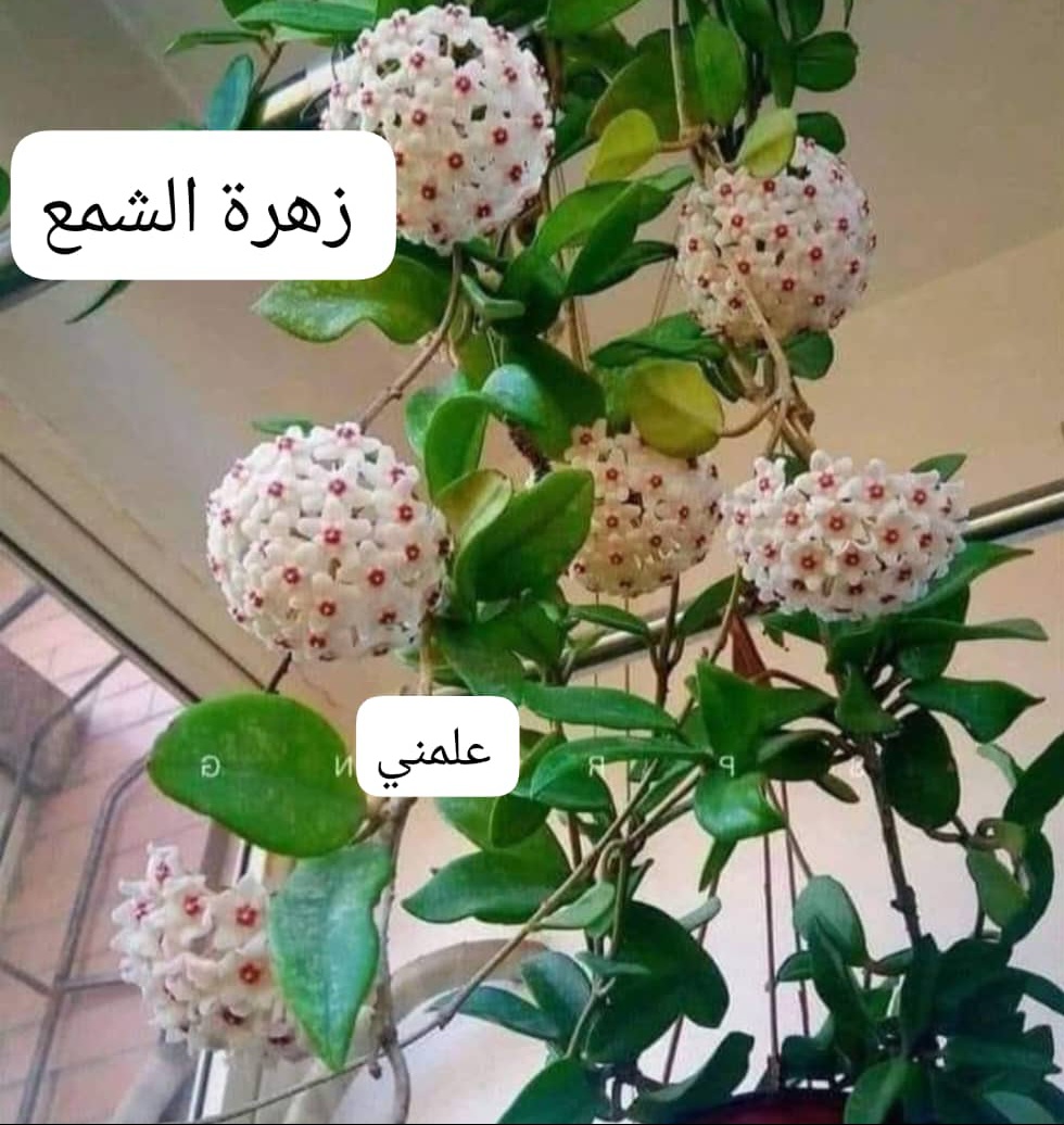 IMG-20250913-WA0014